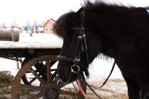 Underwriting approvals before an offer is made on a home means putting the cart before the horse 